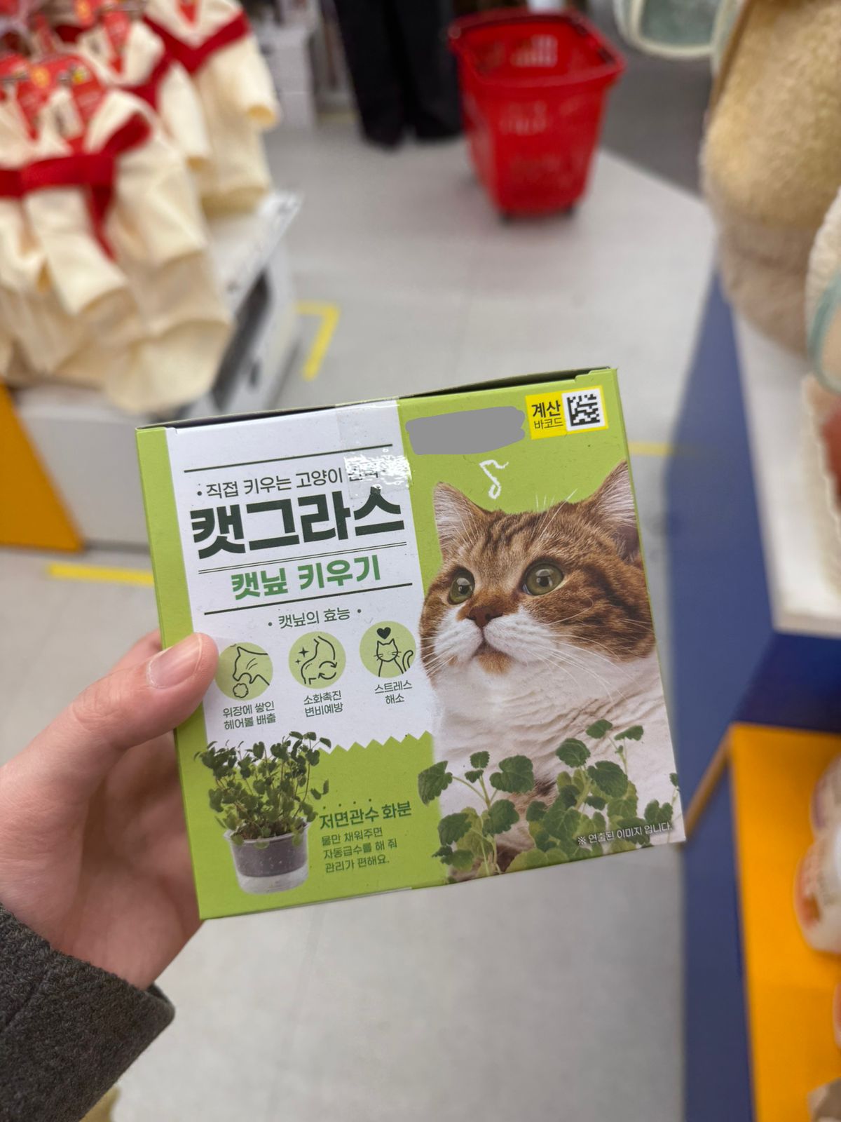 Tanaman catnip buat meongg